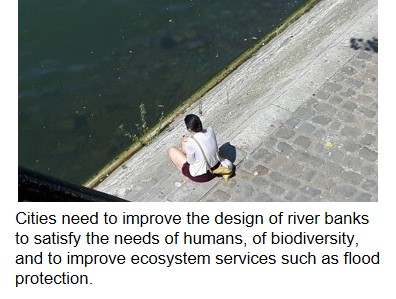 Cities need to improve the design of river banks to satisfy the needs of humans, of biodiversity, and to improve ecosystem services such as flood protection.
