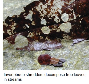 Invertebrate shredders decompose tree leaves in streams