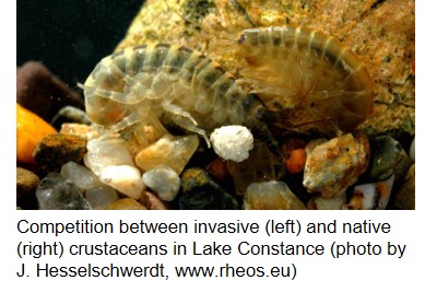Competition between invasive (left) and native (right) crustaceans in Lake Constance (photo by J. Hesselschwerdt, www.rheos.eu)